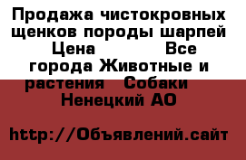 Продажа чистокровных щенков породы шарпей › Цена ­ 8 000 - Все города Животные и растения » Собаки   . Ненецкий АО